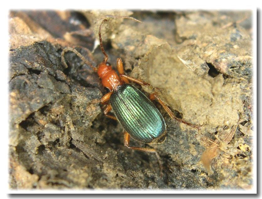 I Brachinus: coleotteri irriverenti